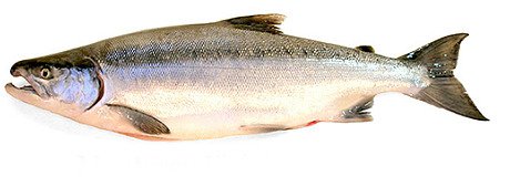 SOCKEYE SALMON.PNG